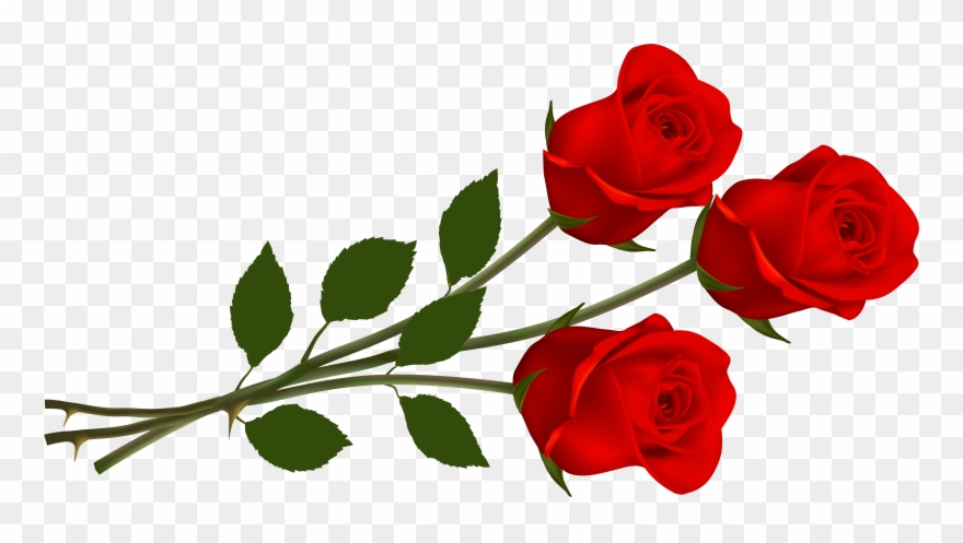 Red Rose Clipart - Three Red Roses - Png Download