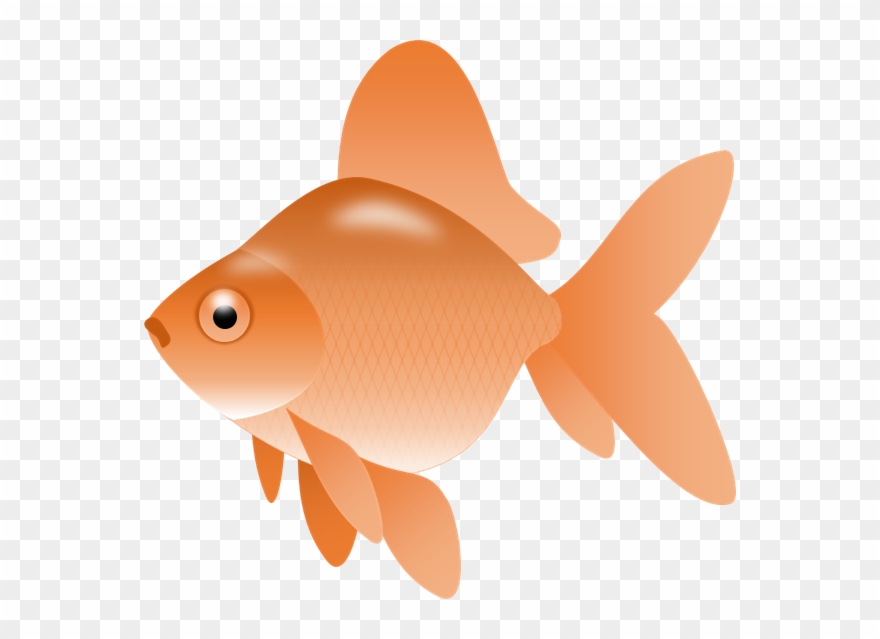 Goldfish Gold Fish Clip Art Synkee - Fish Clip Art Png Transparent