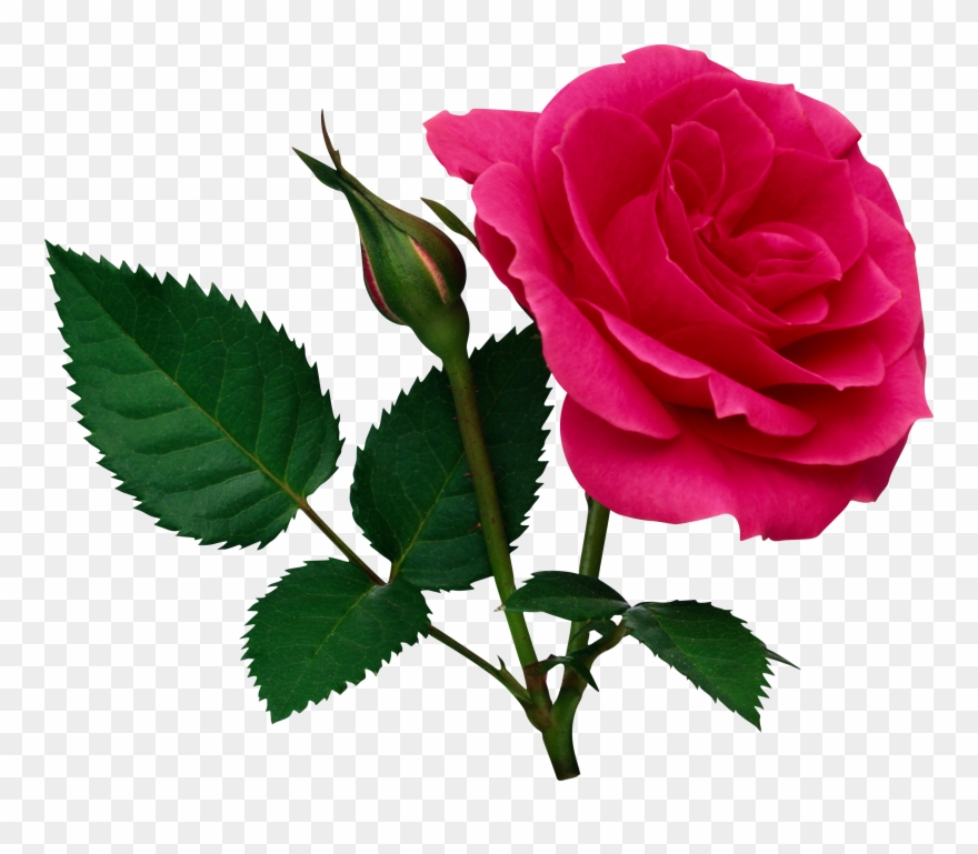 Pink Large Rose And Rose Bud Png Clipart - Rose Flower Png File Transparent Png