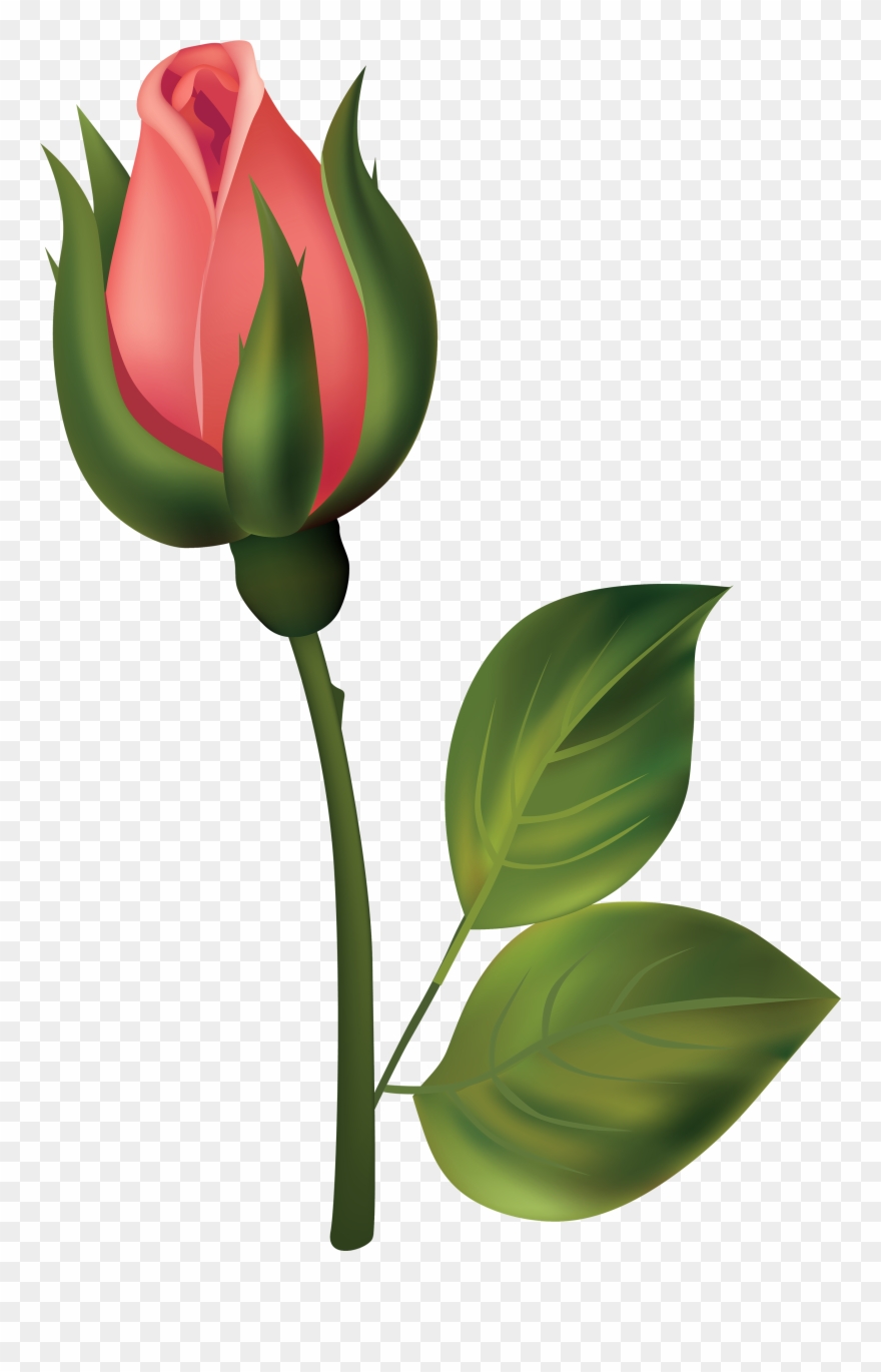 Rose Bud Clipart - Capullos Png Transparent Png