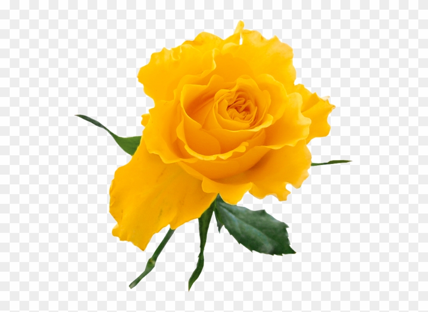 Yellow Rose Clip Art Free - Yellow Rose Transparent Background - Png Download
