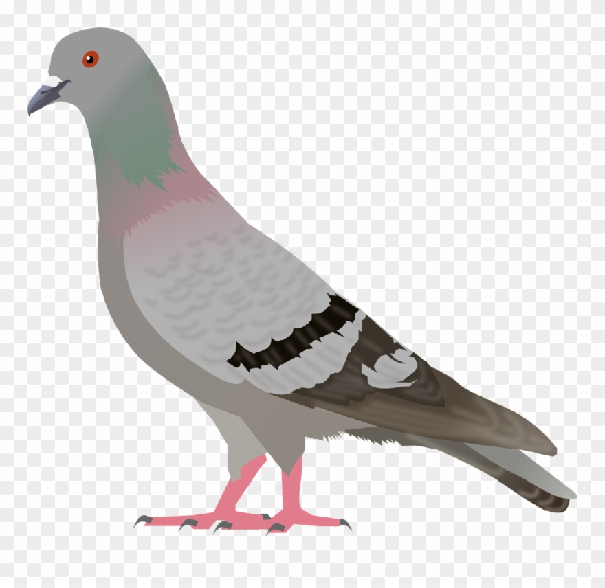 Pigeon Clip Art - Clipart Images Of Pigeon - Png Download