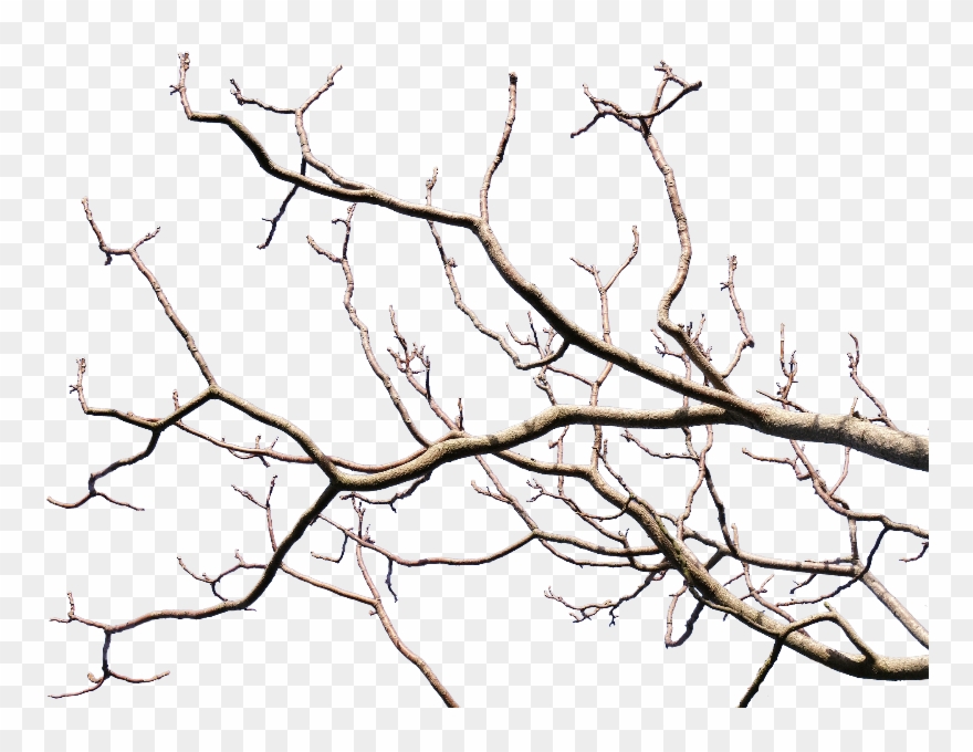 Clip Freeuse Download Branch Transparent - Wilderness Within By John Claude Smith - Png Download