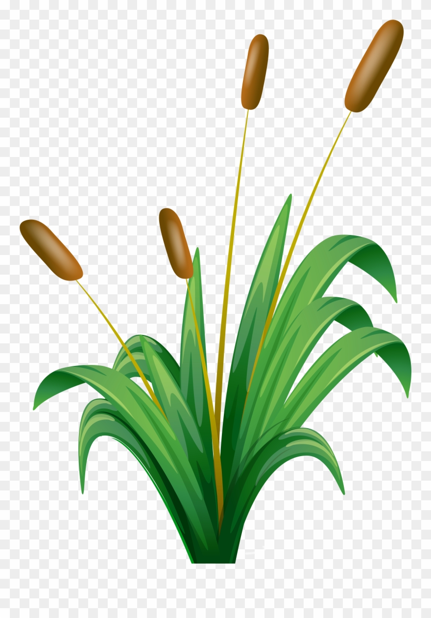 Clipart Bulrush - Png Download