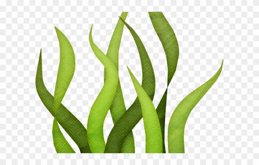 Sea Grass Clipart Transparent - Seaweed Clipart - Png Download