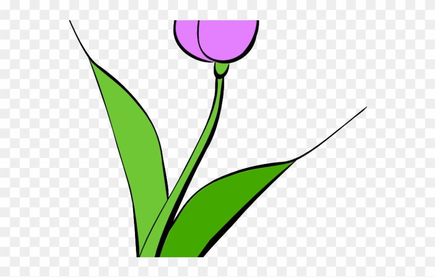 Purple Rose Clipart Border - Lale Çizimi - Png Download