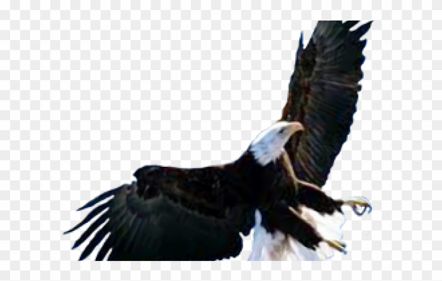 Bald Eagle Clipart Picsart - Truman Legacy: American Foreign Policy 1945-2004 : - Png Download
