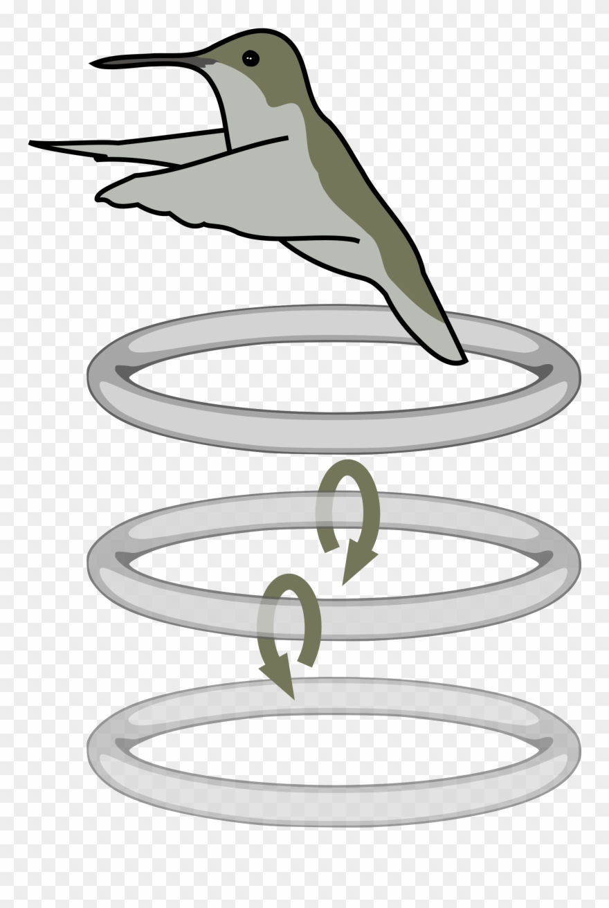 Discovered After Training A Bird To Fly Through A Cloud - Hummingbird Flaps Diagram Clipart