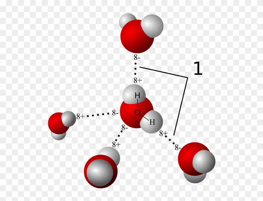 Molecule Clipart Water Molecule - Hydrogen Bonding - Png Download