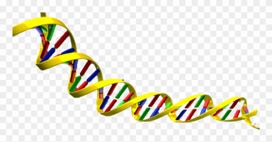 Clipart Dna - Dna Double Helix Png Transparent Png