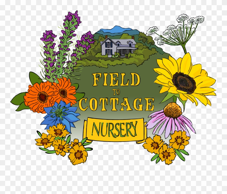 Midtown Farmers Market - Black-eyed Susan Clipart