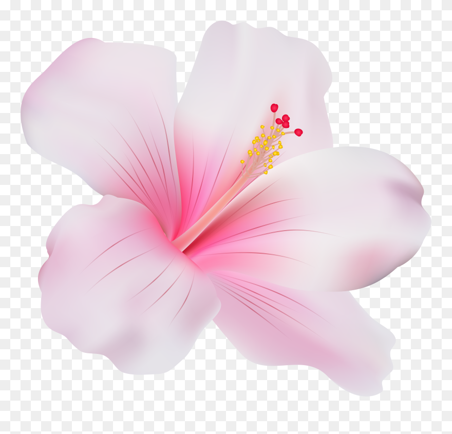 Download Pink Hibiscus Clipart Png Photo - Hibiscus Png Transparent Png