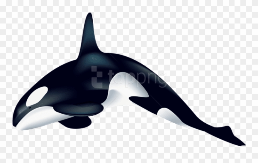 Free Png Download Orca Clipart Png Photo Png Images - Transparent Killer Whale Clipart