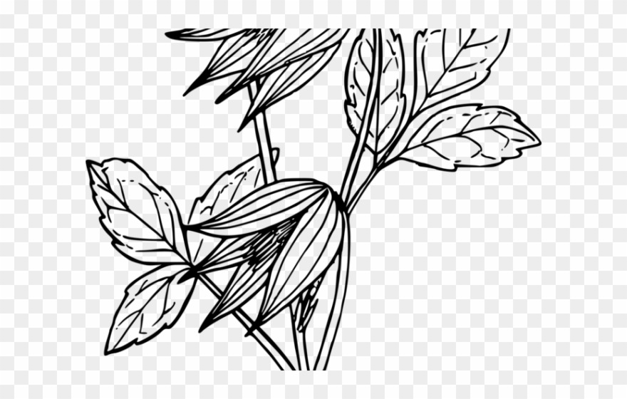 Leather Clipart Black And White - Line Art - Png Download