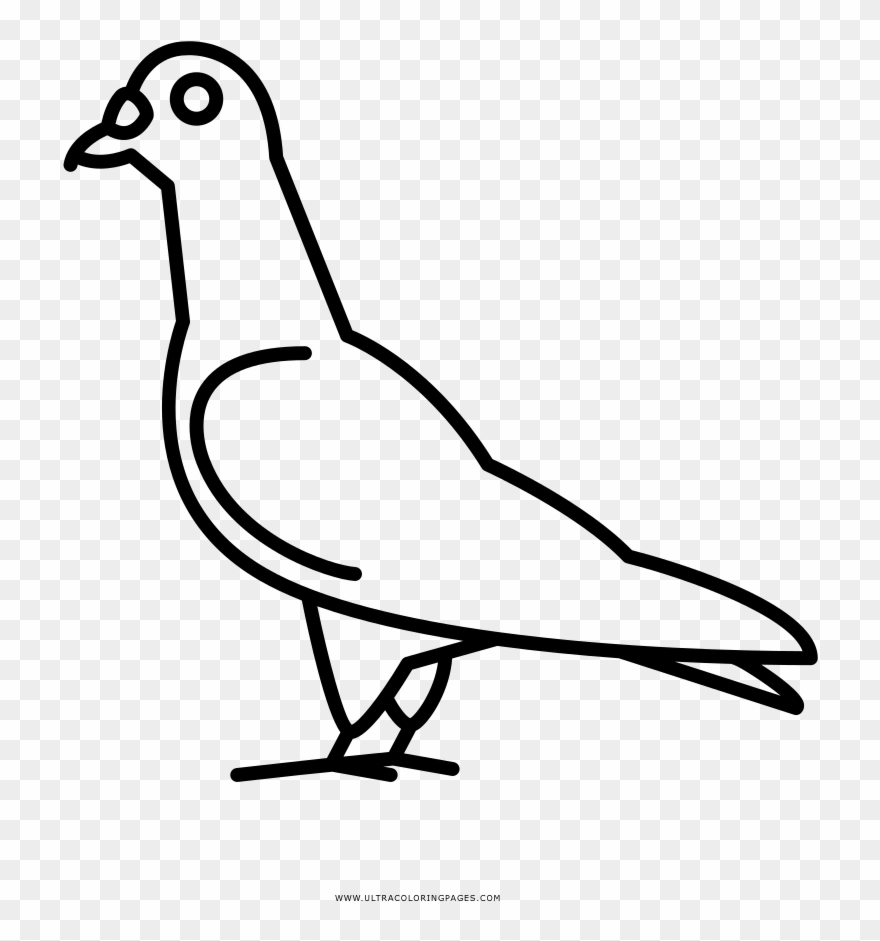 Pigeon Coloring Page - Line Art Clipart
