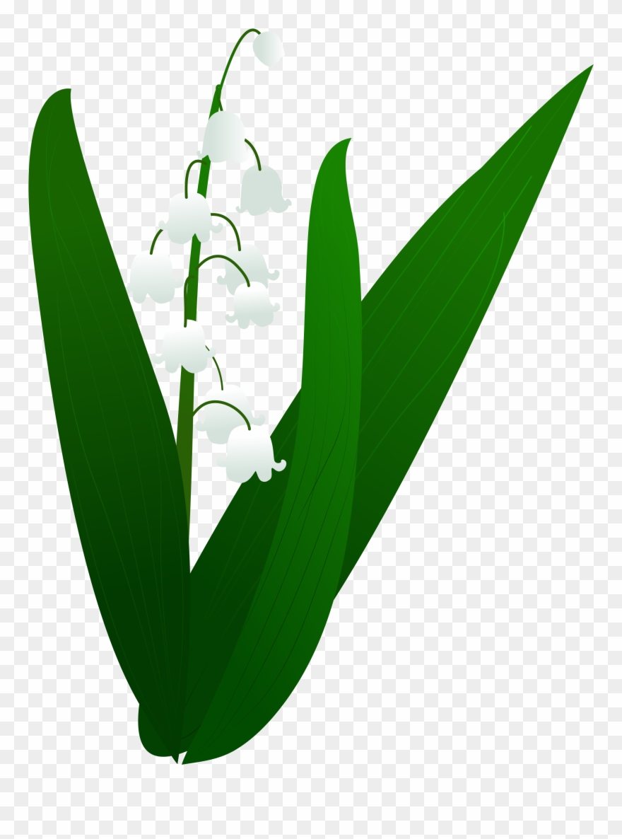 Lily Valley Plant Illustration Png And Vector Image - Illustration Clipart
