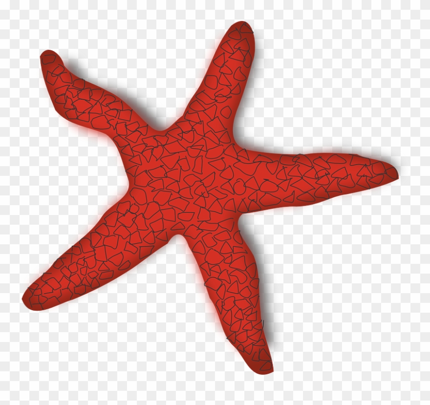 Beach Ocean Marine Life R Ⓒ - Starfish Clip Art - Png Download