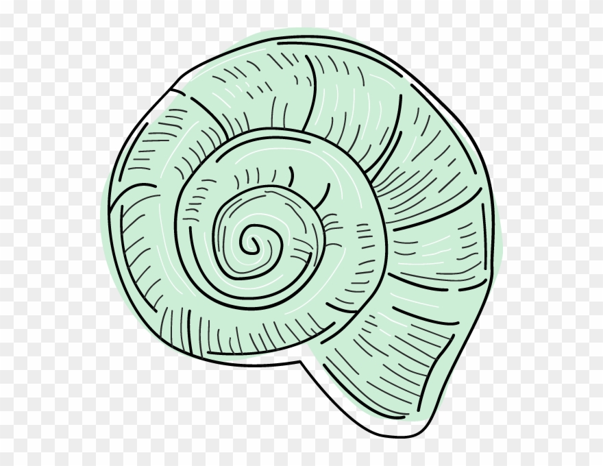 Free Online Aquatic Marine Conch Ocean Vector For Design Clipart