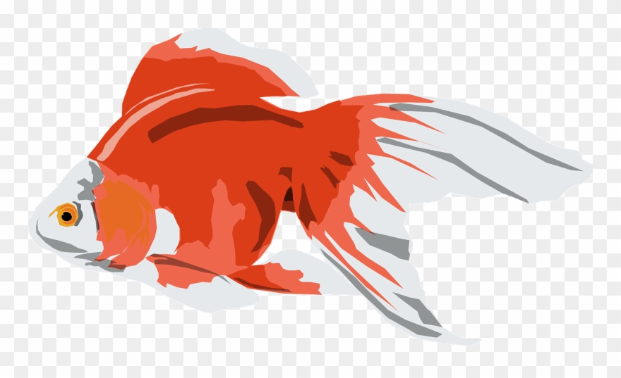 Goldfish White Orange - Gold Fish Vector Png Clipart