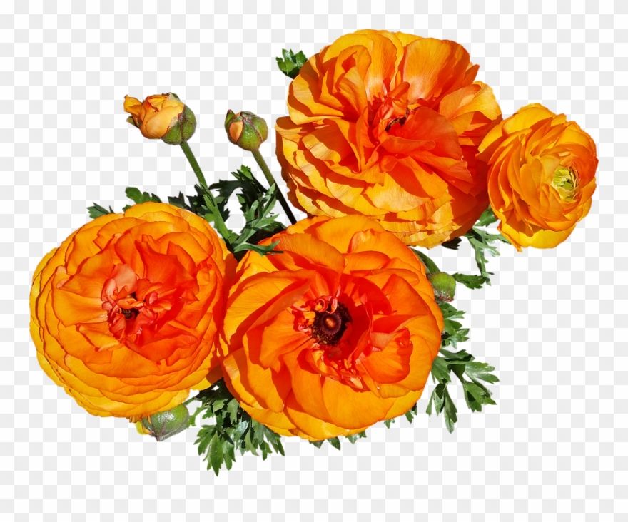 Flowers, Spring, Blooms, Garden Nature - Rose Clipart