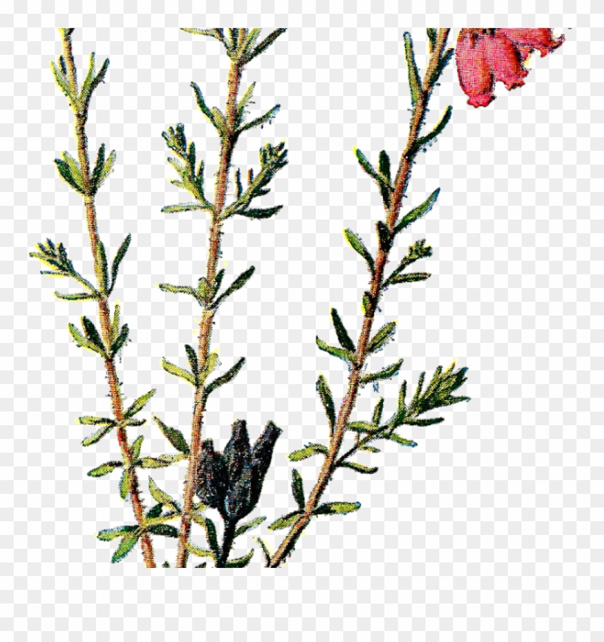 Vintage Scrapbooking Wildflower Clip Art - Vintage Scrapbooking Flowers Png Transparent Png