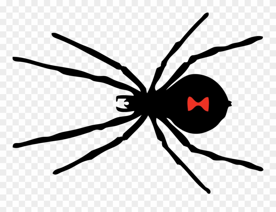 Clipart Of Spider, Spider To And Spider In - Widow Spiders - Png Download