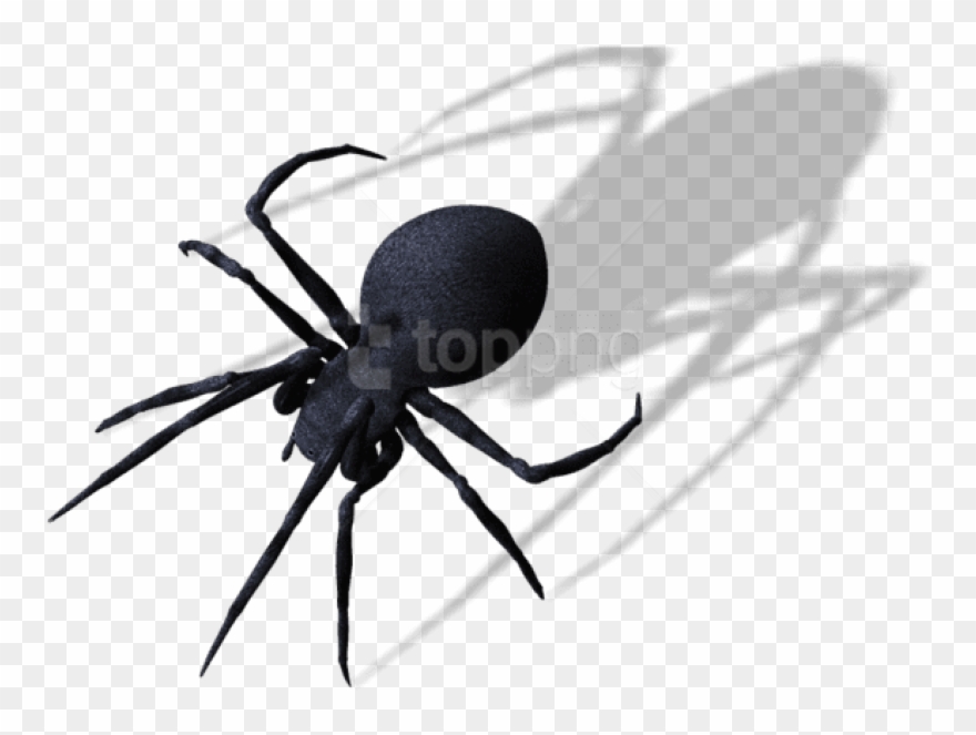 Free Png Spider Png Images Transparent - Spider Png Clipart