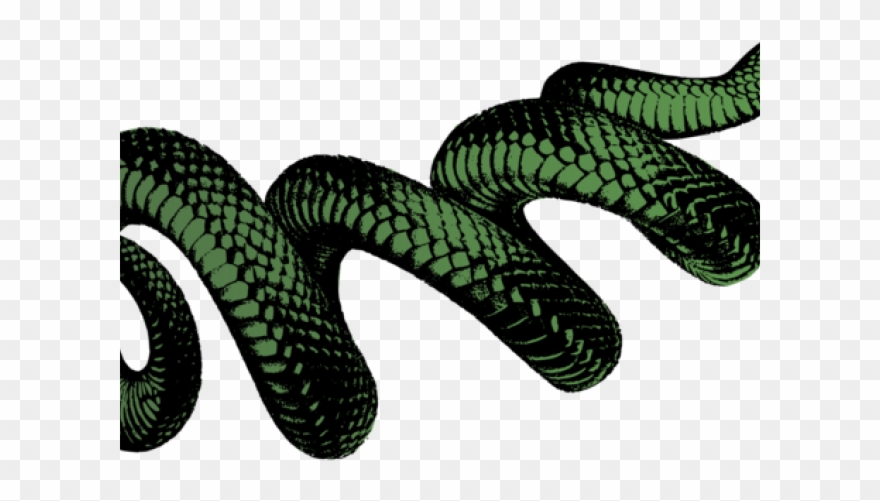 Viper Clipart Snake Venom - Transparent Background Snake Png