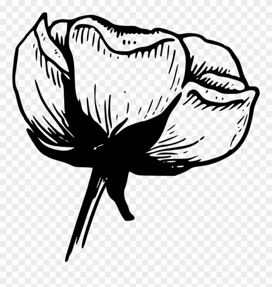 Apartment Large-size Flower Black And White Clip Art - Cotton Clipart Black And White - Png Download