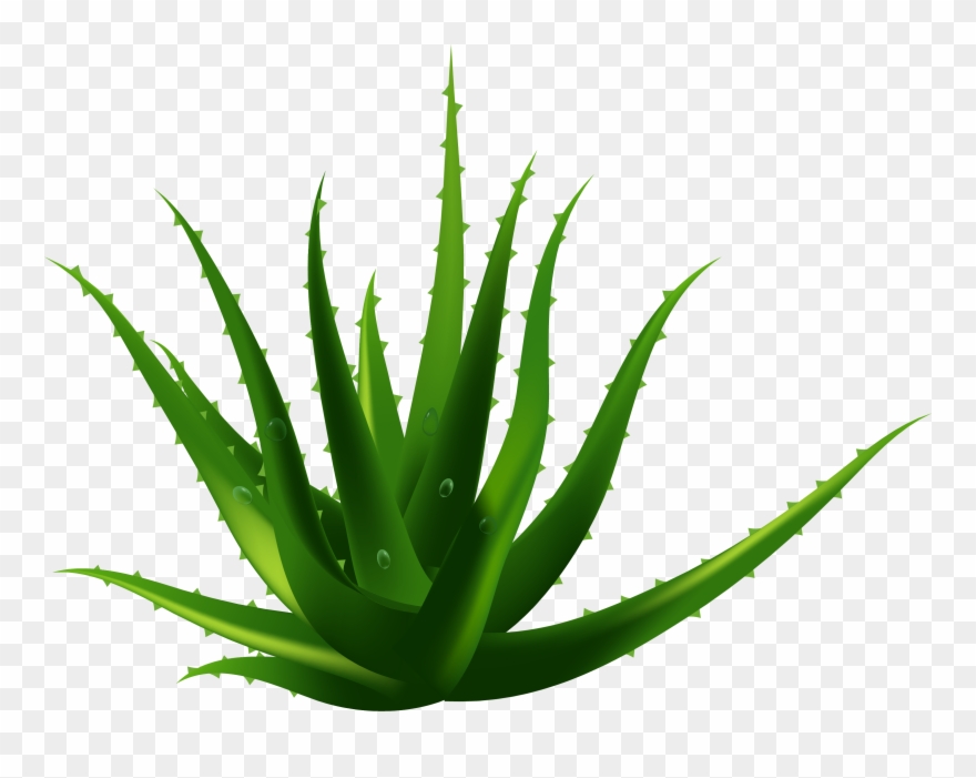 Planta De Aloe Vera Euclidiana Del Vector - Vector Aloe Vera Png Clipart