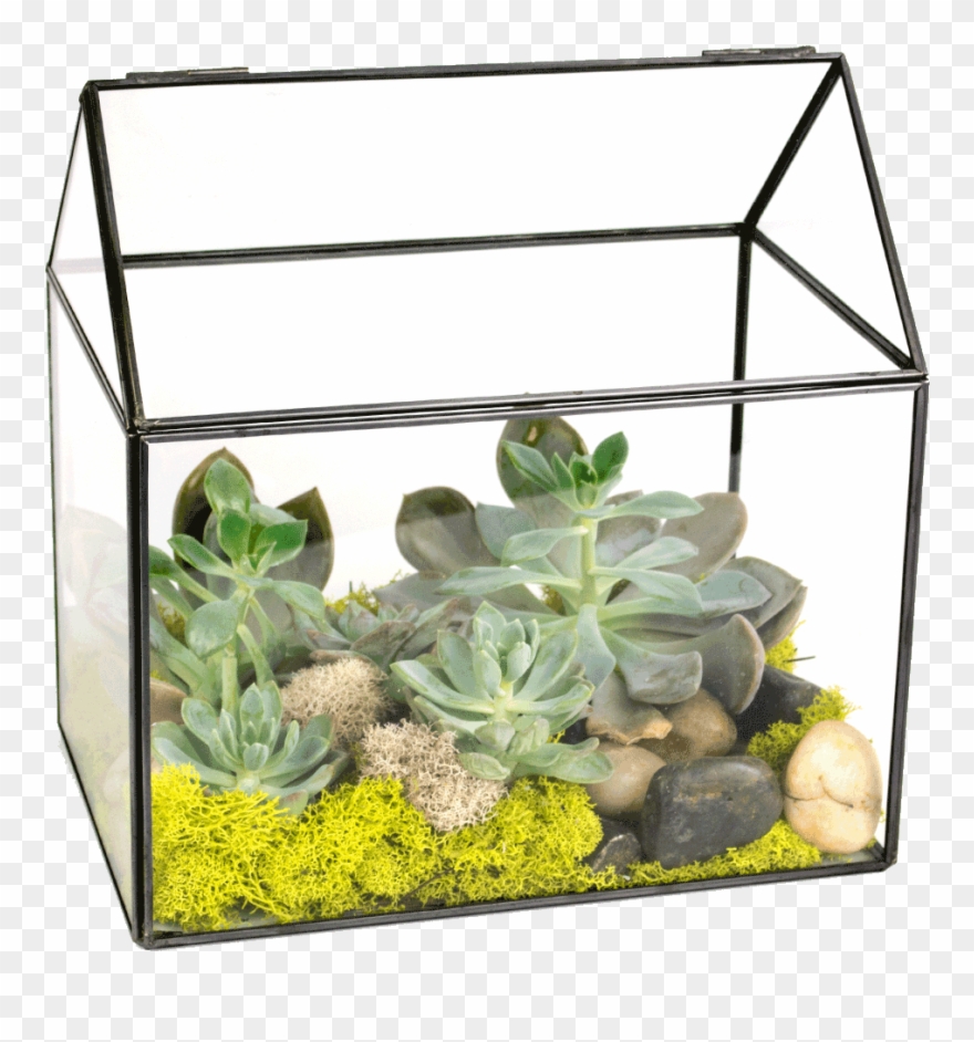 Succulent Green House Designed Transparent Background - Aquarium Clipart