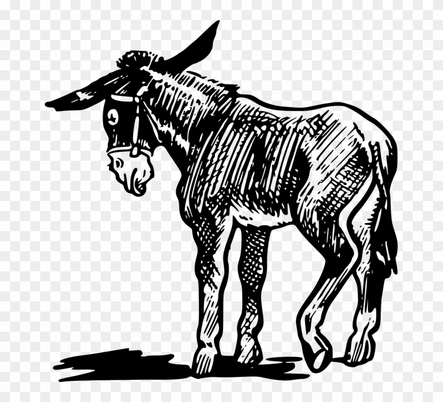Shaow Clipart Donkey - Benjamin Donkey Animal Farm - Png Download
