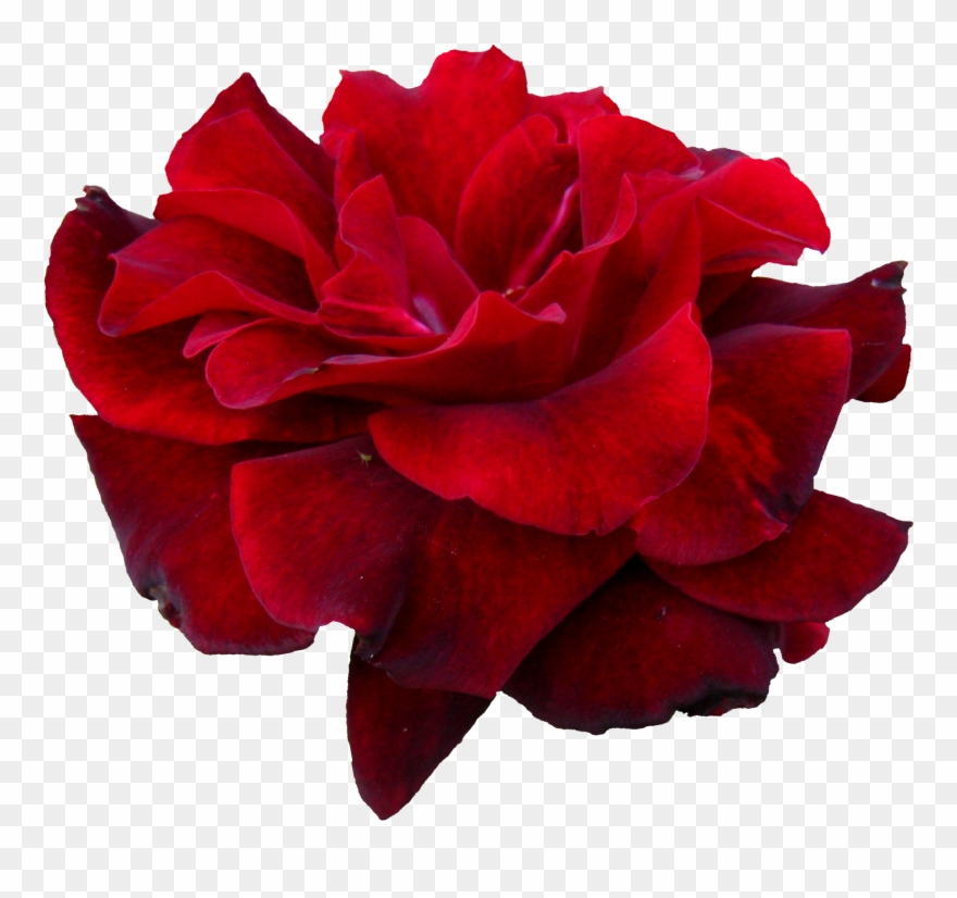Free Red Rose 5 Png - Portable Network Graphics Clipart