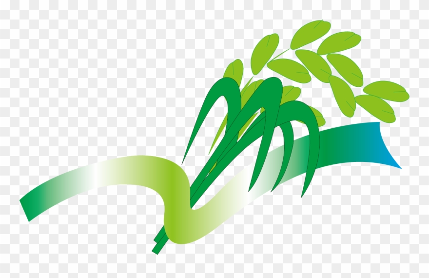 Rice Gadu Paddy Field Gratis - Rice Plant Transparent Clipart