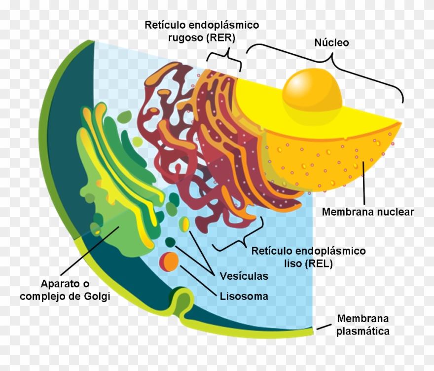Membranas - Funciones - Post Translational Modification Diagram Clipart