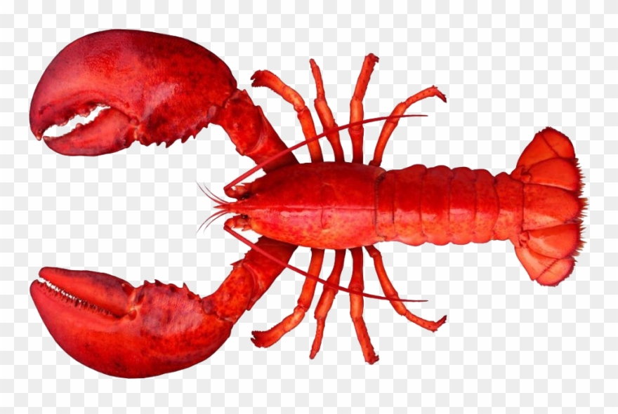 Lobster And Shrimp Difference Clipart