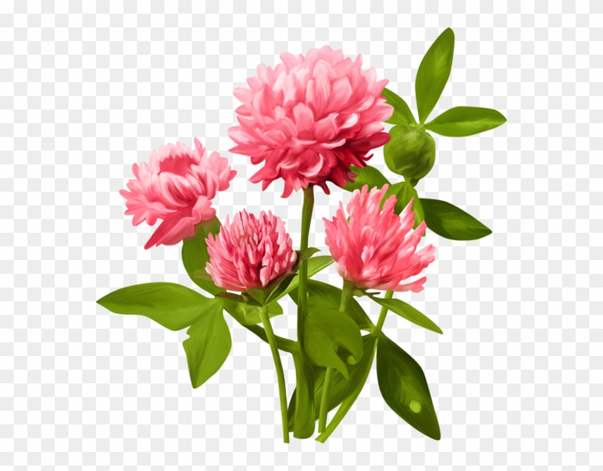 Clipart, Hintergründe, Mesas, Blume - Zolynelis, Specialusis Lopselis-darzelis - Png Download