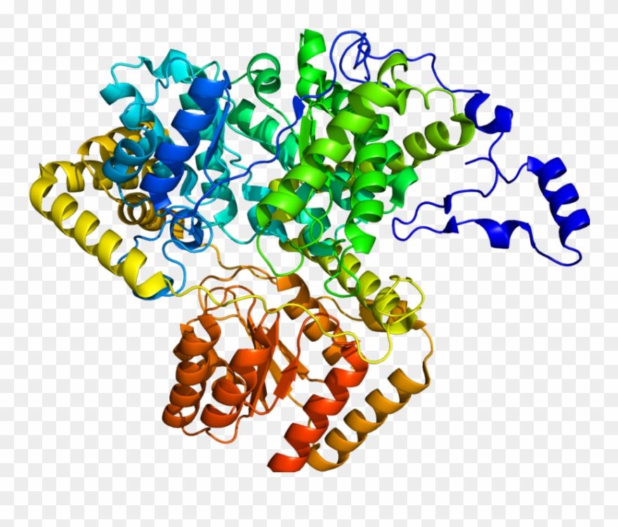 288 × 240 Pixels - Methylmalonyl Coa Mutase Structure Clipart