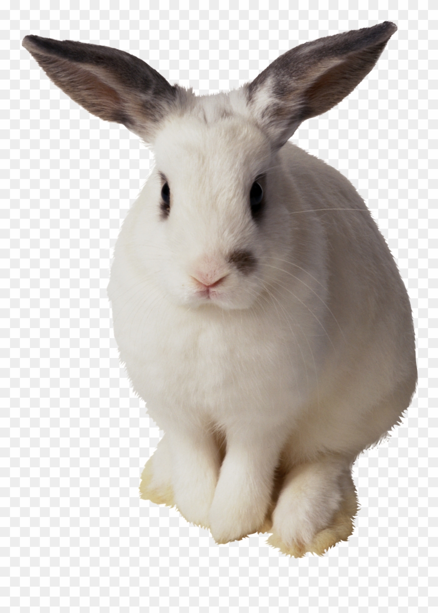 Imagens Png Coelhos Da Pascoa - Transparent Background Rabbit Transparent Clipart