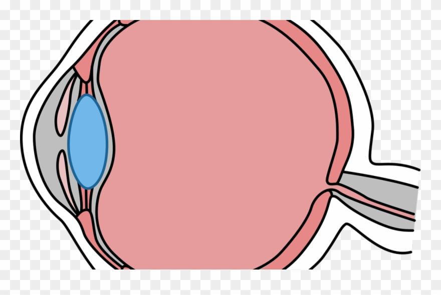 Auge Seziert Clipart