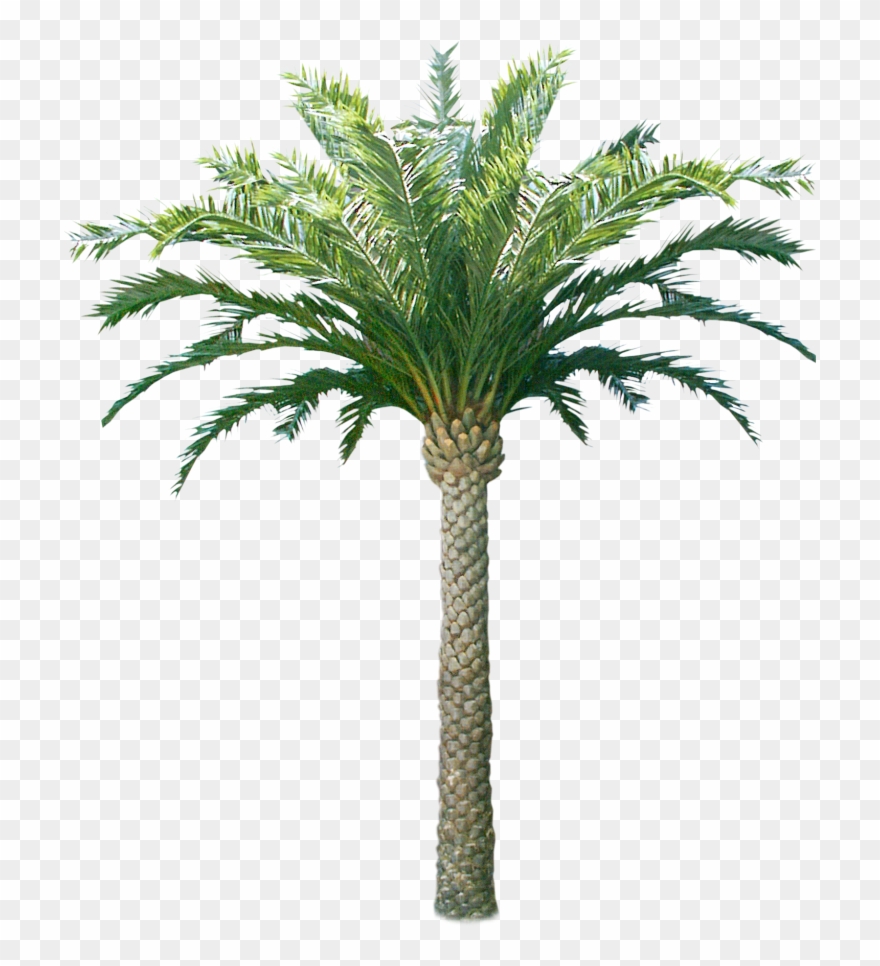 Palmier Artificiel Extérieur Clipart