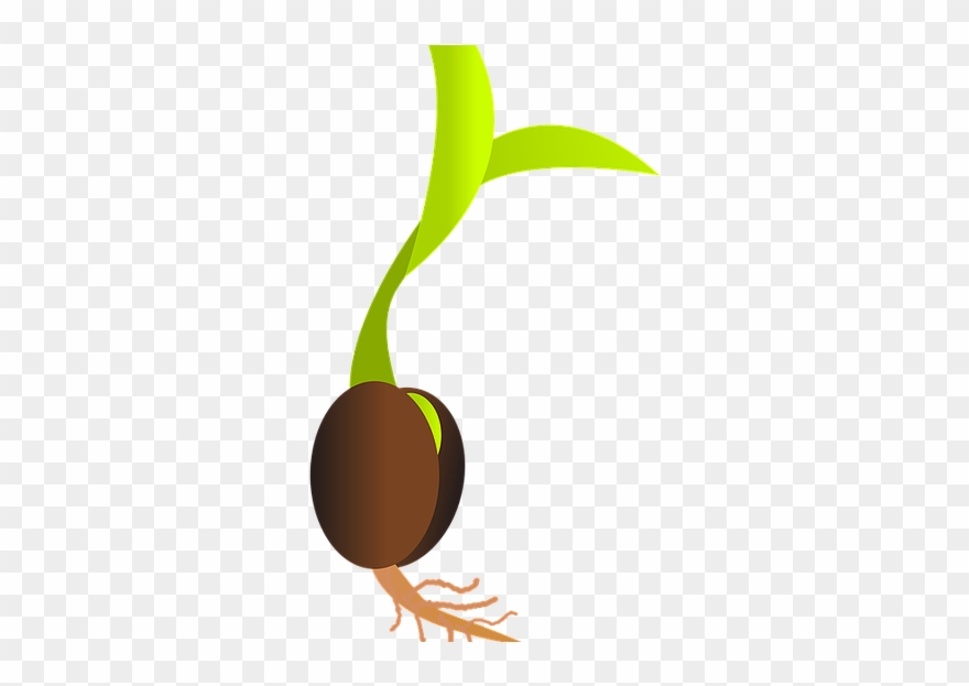 Related Wallpapers - Seeds Sprouting Png Clipart