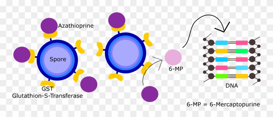 Smiley Face Smiley Face - Circle Clipart