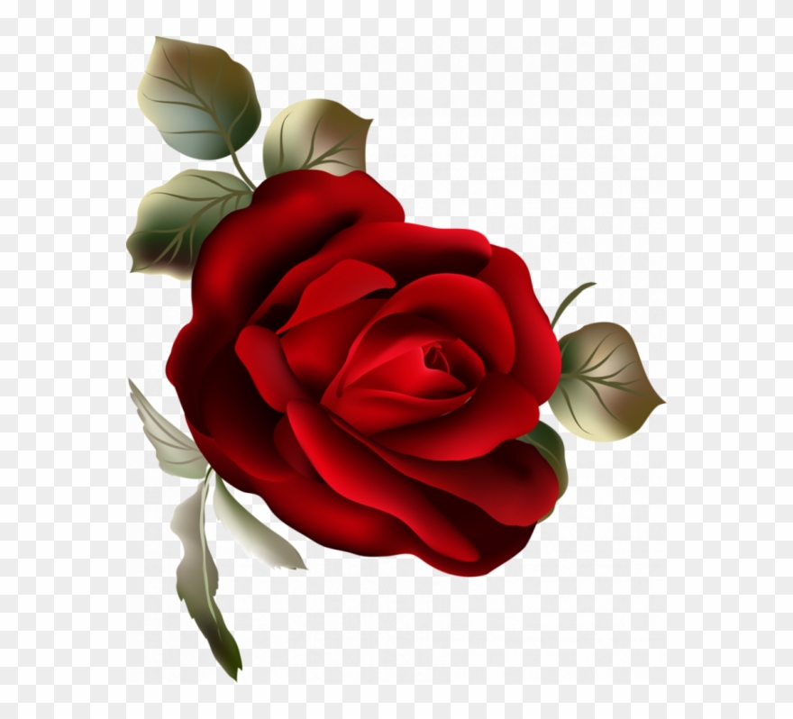 Oa Ga Kla A Ikova's Blog - Роза Вектор Пнг Clipart