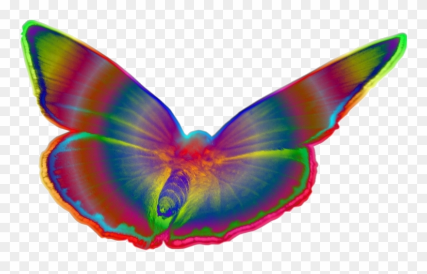 Popart Bunt Schmetterling Farbe Blumen - Schmetterling Groß Png Clipart
