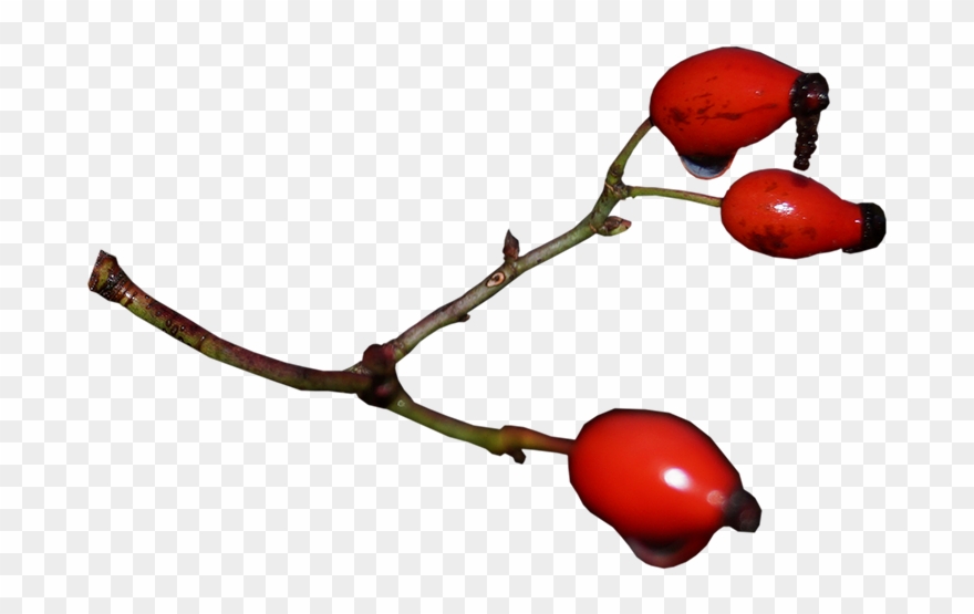 Rose Hip Clipart