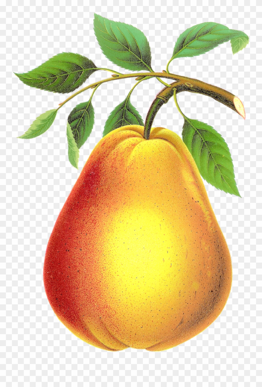 Vintage Pear Clipart Image Download Png - Pear Transparent Png