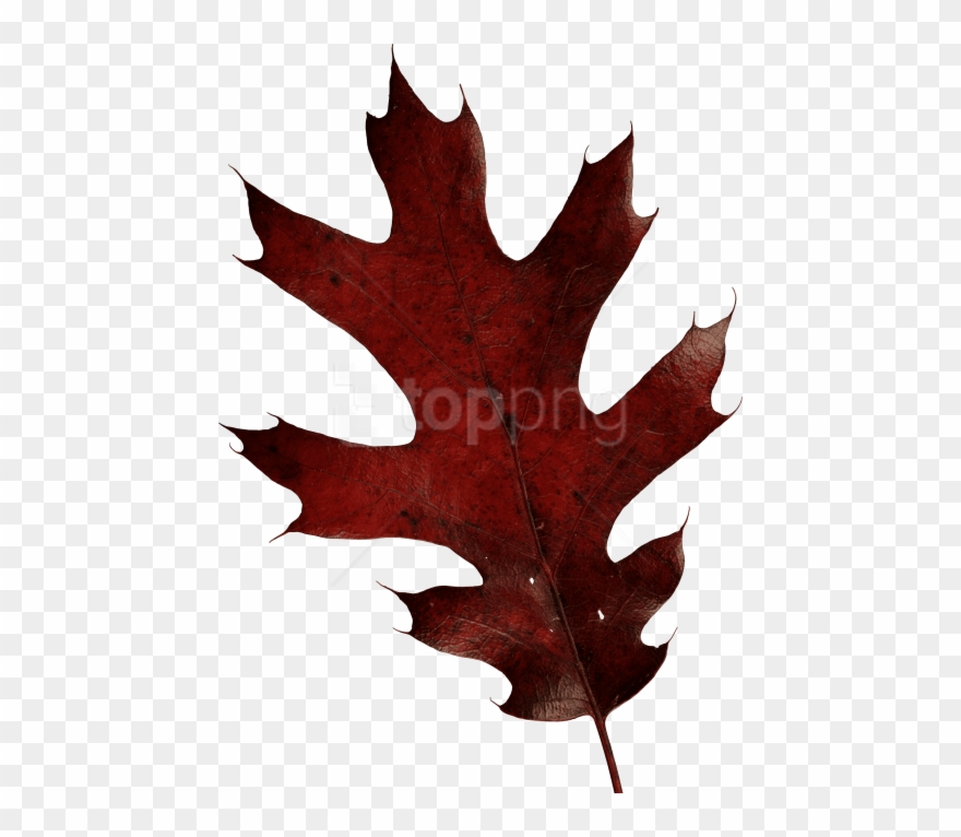 Free Png Download Autumn Leaves Clipart Png Photo Png - Red Oak Leaf Transparent
