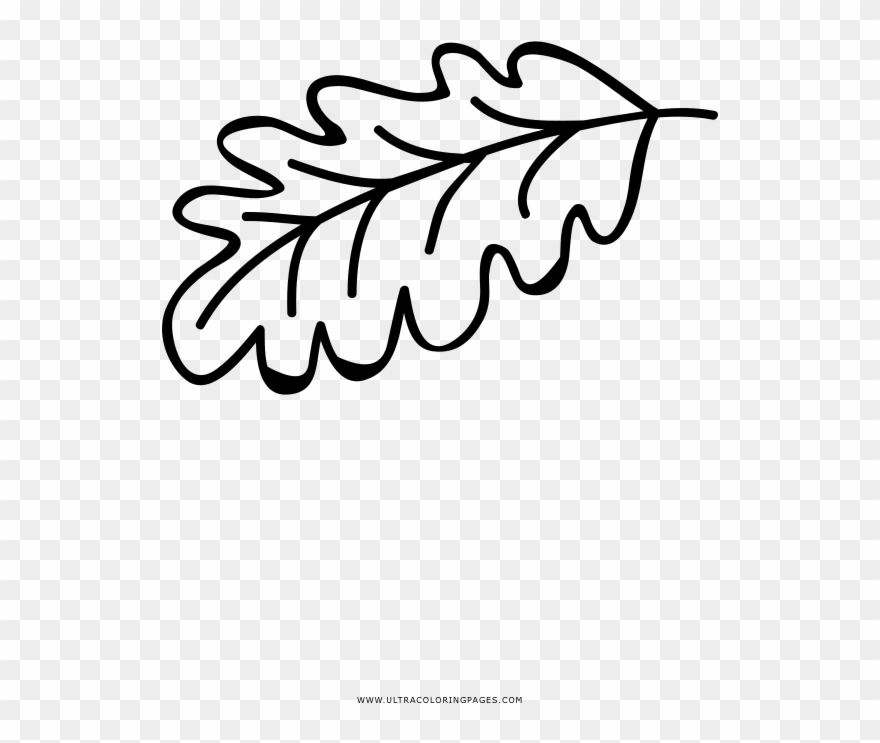 Oak Leaf Coloring Page - Line Art Clipart