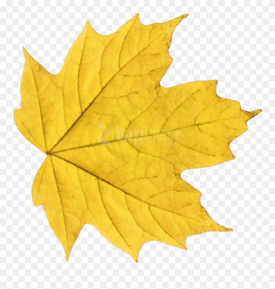Free Png Download Autumn Leaves Clipart Png Photo Png - Autumn Leaves Yellow Transparent Png